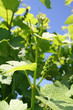 grape buds