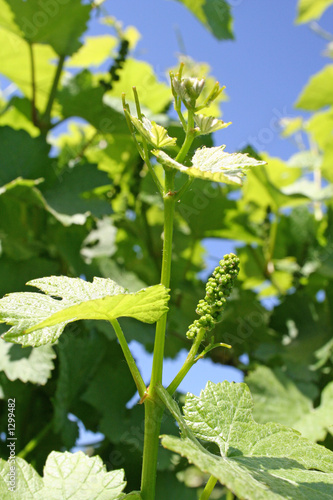 Photo: grape buds grape buds