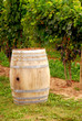 wine barrel at vineyard