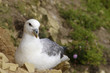northen fulmar