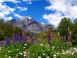 patagonian field