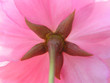 pink rose