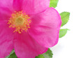 pink rose