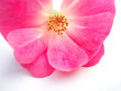 pink rose