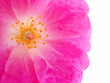 pink rose