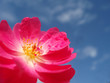pink rose