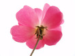 pink rose