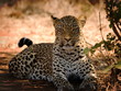 leopard arrogance