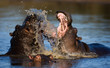 hippopotamus amphibius