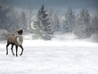winter wonderland, xmas winter wonderland, xmas