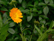 after the rain