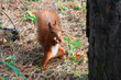 squirrel