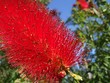 red callistemon 1.