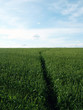 wheat field
