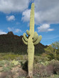 Photo: saguaro 1 saguaro 1