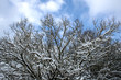 schneebedeckt