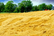 harvest grain field harvest grain field