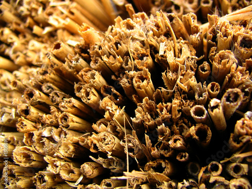 reed reed