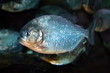 piranha