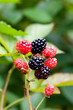 blackberry