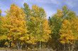 fall colors fall colors