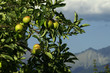 alpine apples