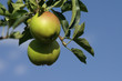 apple