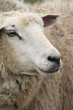 besuch auf dem bauernhof