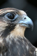 beautiful hawk
