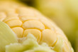 corn on the cob