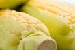 corn on the cob