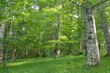 Foto: green beech (fagus sylvatica) wood green beech (fagus sylvatica) wood