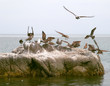 marine birds