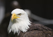 american eagle