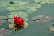 red lily