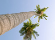 coconut palm trees (cocos nucifera)
