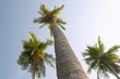 coconut palm trees