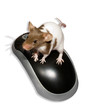 a clever mouse