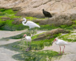 white heron (ardea herodias) and white ibis
