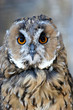 owl