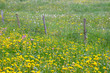 spring meadow