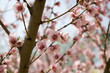 blossom