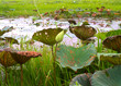  lotus pond