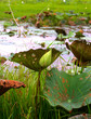 lotus 2