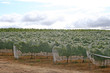 netted vine rows