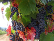 ripe wine grapes