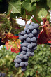 ripe wine grapes