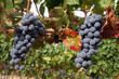 ripe wine grapes
