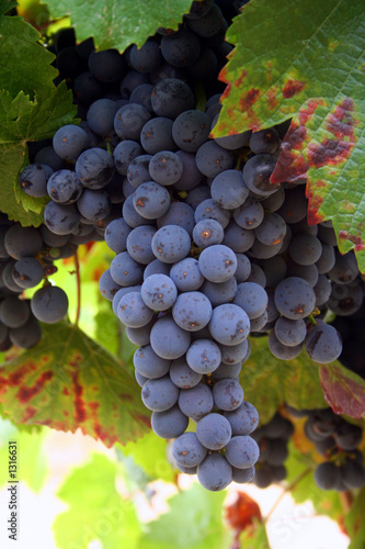 Photo: ripening wine grapes ripening wine grapes