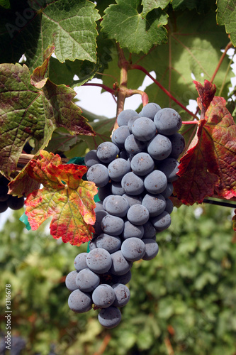 Photo: ripe wine grapes ripe wine grapes